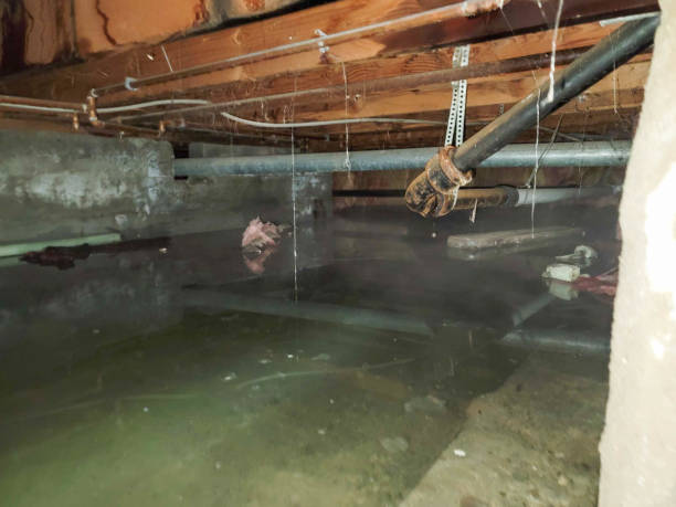 Best Mold removal after water damage  in Pepperdine University, CA